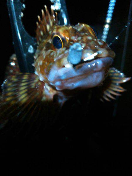 赤い彗星のシャー　